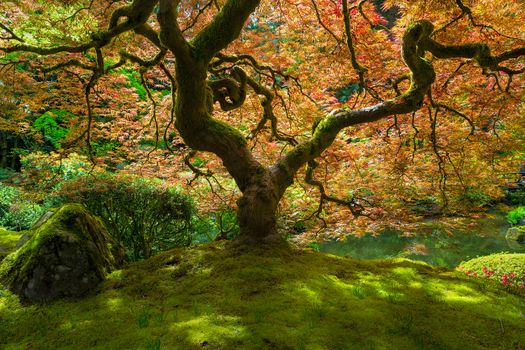 Red Japanese Maple Tree bathed in sunlight at Portland Japanese Garden in Springtime