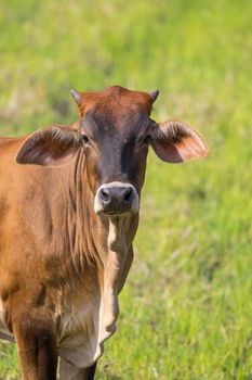 Image of brown cow on nature background. Farm Animal.