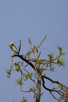 Chinese Pond Heron (Ardeola bacchus) on the tree on nature background. Wild Animals. Bird