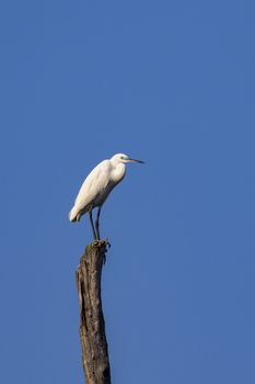 Image of egret on branch on sky background. Wild Animals. Heron. 