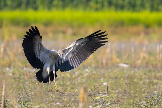 Image of asian openbill stork on nature background. Wild Animals.
