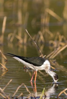 Image of bird black-winged stilt are looking for food (Himantopus himantopus) Wild Animals.