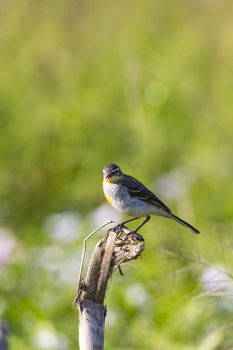 Image of Bird Eastern Yellow Wagtail (Motacilla tschutschensis)  Wild Animals.