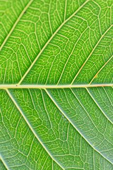 Macro details of green summer Peepal leaf veins in vertical frame







Macro details of green summer Peepal leaf veins in vertical frame