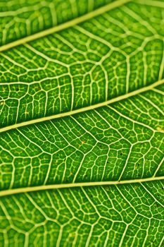 Macro details of green summer Peepal leaf veins in vertical frame