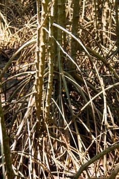 mangrove forest embroidered in the sea