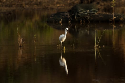 Little Egret with its reflection near dusk