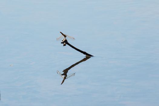 Dragonfly perching on a dry stick on the lake surface