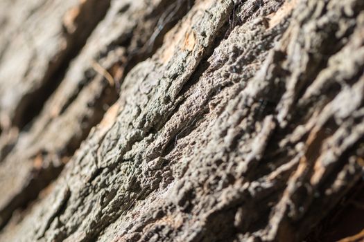Close up view of a portion of a tree skin with back light