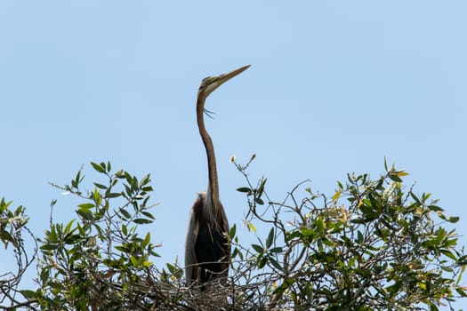 Purple Heron looking down at the photographer from its nest