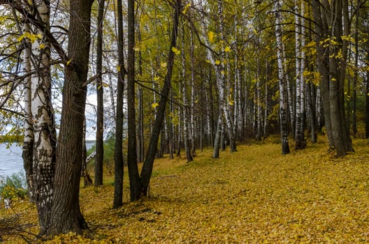 Golden autumn in the month of October in a beautiful forest