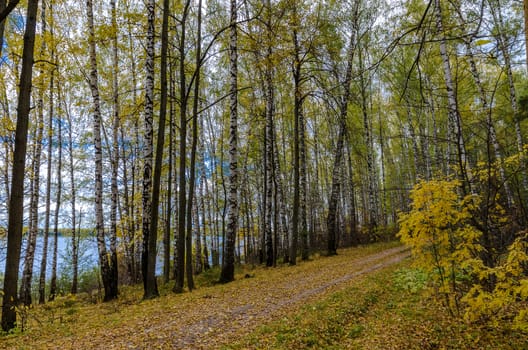 Golden autumn in the month of October in a beautiful forest
