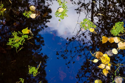 Golden autumn in the month of October in a beautiful forest