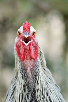 View of a cock's head in a chicken coop