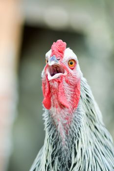 View of a cock's head in a chicken coop