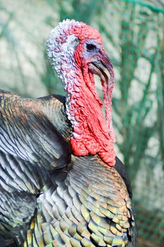 View of a turkey head in a chicken coop