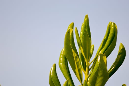 Green leaf of california on a blue background