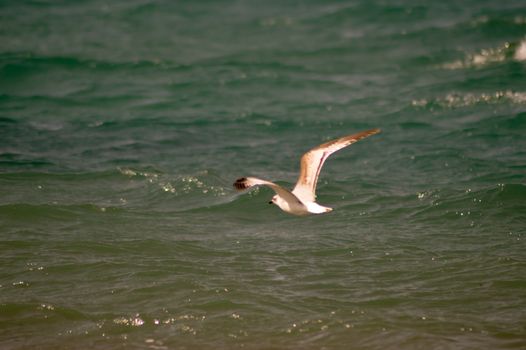 The flight of a seagull over the ocean on the island of Crete