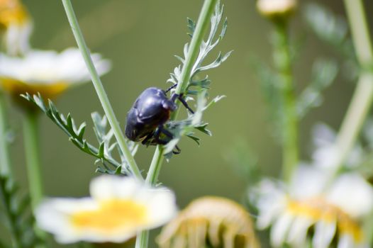 Scarab set on a field of daisies on the island of Crete