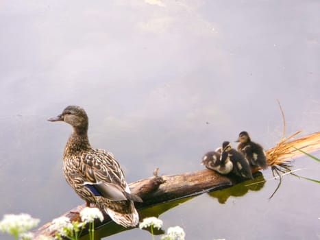 mother duck with her young ducklings on water background