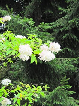 background of white flowers on a background of the garden