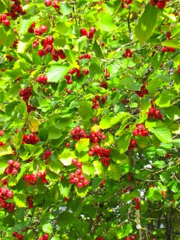 background of ripe red berries on a background of green leaves