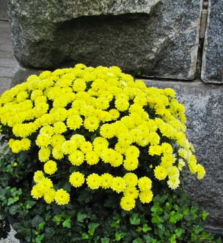 beautiful yellow flowers with green leaves on stone wall background