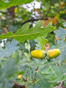 ripe acorns on the branch on a background of oak leaves