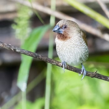 Image of ricebird perched on a tree branch