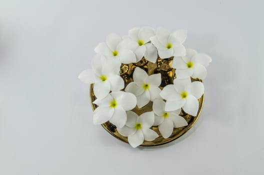 plumeria on 
golden plates white background