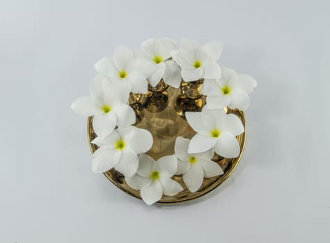 plumeria on 
golden plates white background