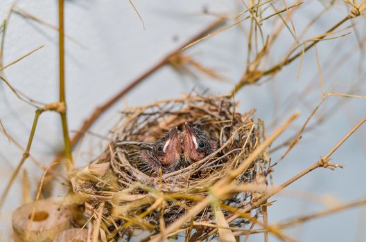 Babies Streak-eared Bulbul Birds on nest thai