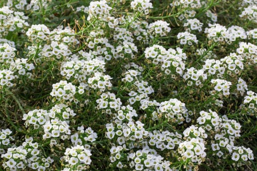 Floral background of white flowering bush in blossom