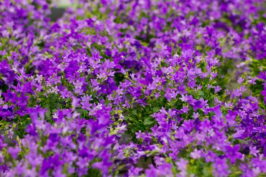 Floral background of purple flowers in bokeh