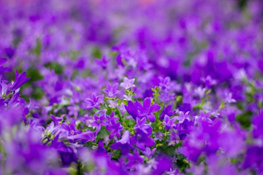 Flora background of purple flowers in bokeh