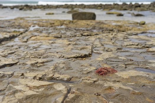 Mooloolaba beach Australia, low tide on rocky foreshore with seaweed, rocks, salt water pools and waves in background