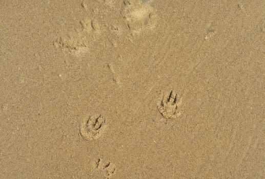 Sand texture background with puppy dog paw prints