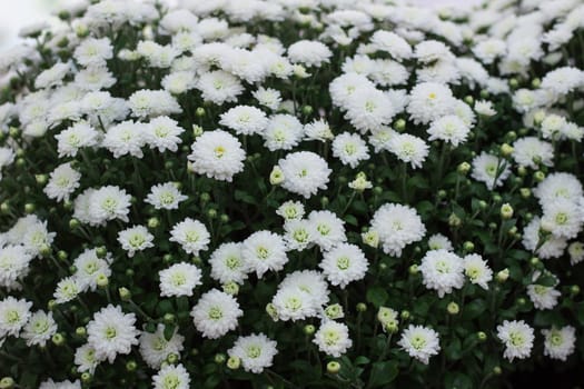 Flora background of white flowering bush in blossom