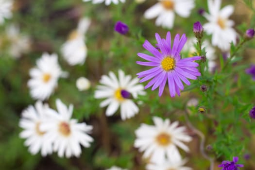 Flora background of white and purple chamomile flowers