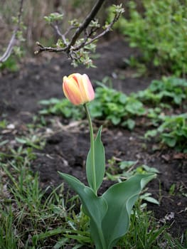 young red Tulip yellow in the garden selective focus