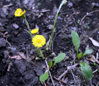 the first spring flowers mother and stepmother on the bare ground