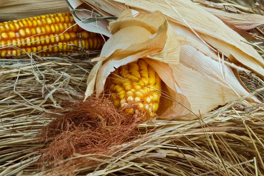 Corn on the cob with grains, stigmas and dry leaves lying on the hay. Close-up selective focus image