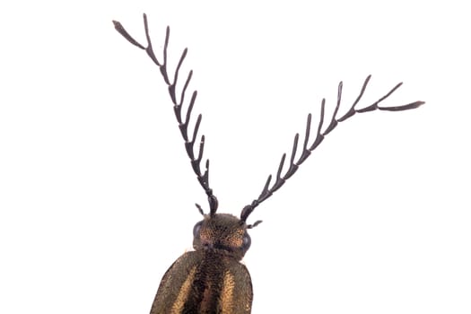 Detail head with antennae of brown beetle