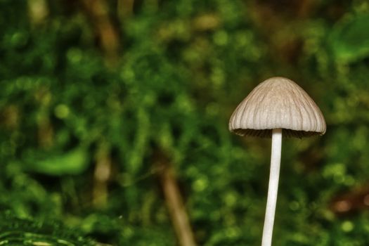 Small mushroom with blurred dark background