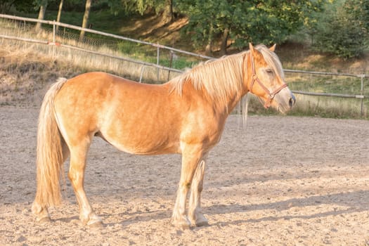 Portrait of brown horse in paddock