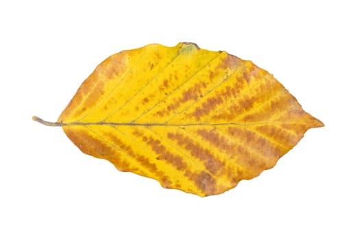 Beech leaf isolated on a white background