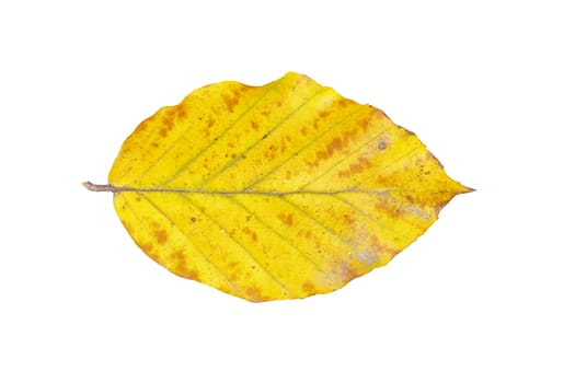 Beech leaf isolated on a white background