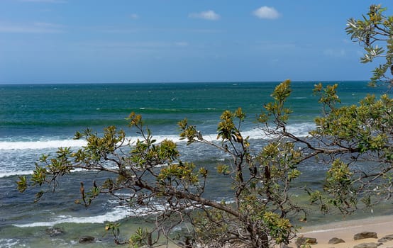 Australian Banksia integrifolia or coast banksia with windy day, rough ocean background