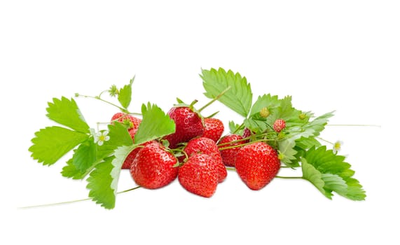 Several ripe fresh garden strawberry fruits with leaves and wild strawberry with stems and flowers on a light background
