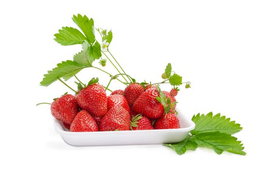 Ripe fresh strawberries in the plastic tray against the background of the leaves and the wild strawberry stems on a light background
